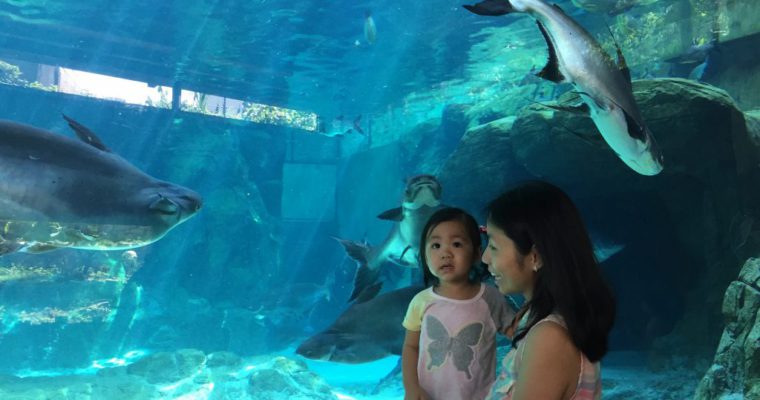 River Safari: Panda, Panda – What do you see?