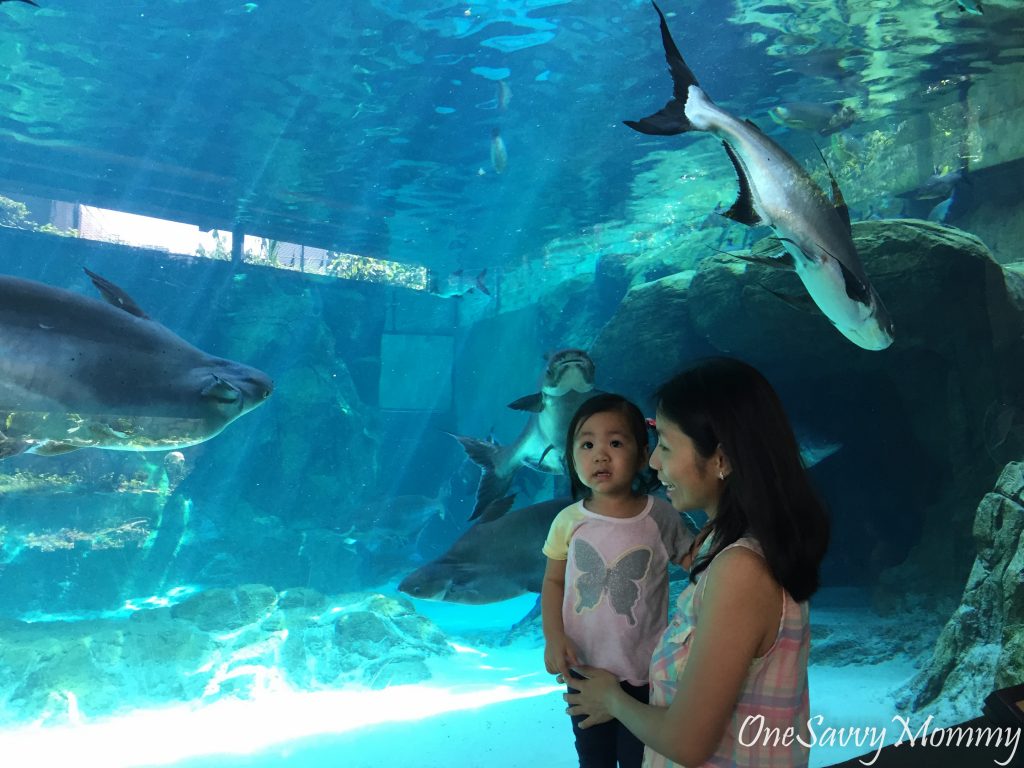 River Safari: Panda, Panda – What do you see?