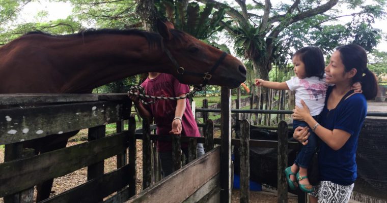 Beware Feeding Frenzy @ Animal Resort Singapore!