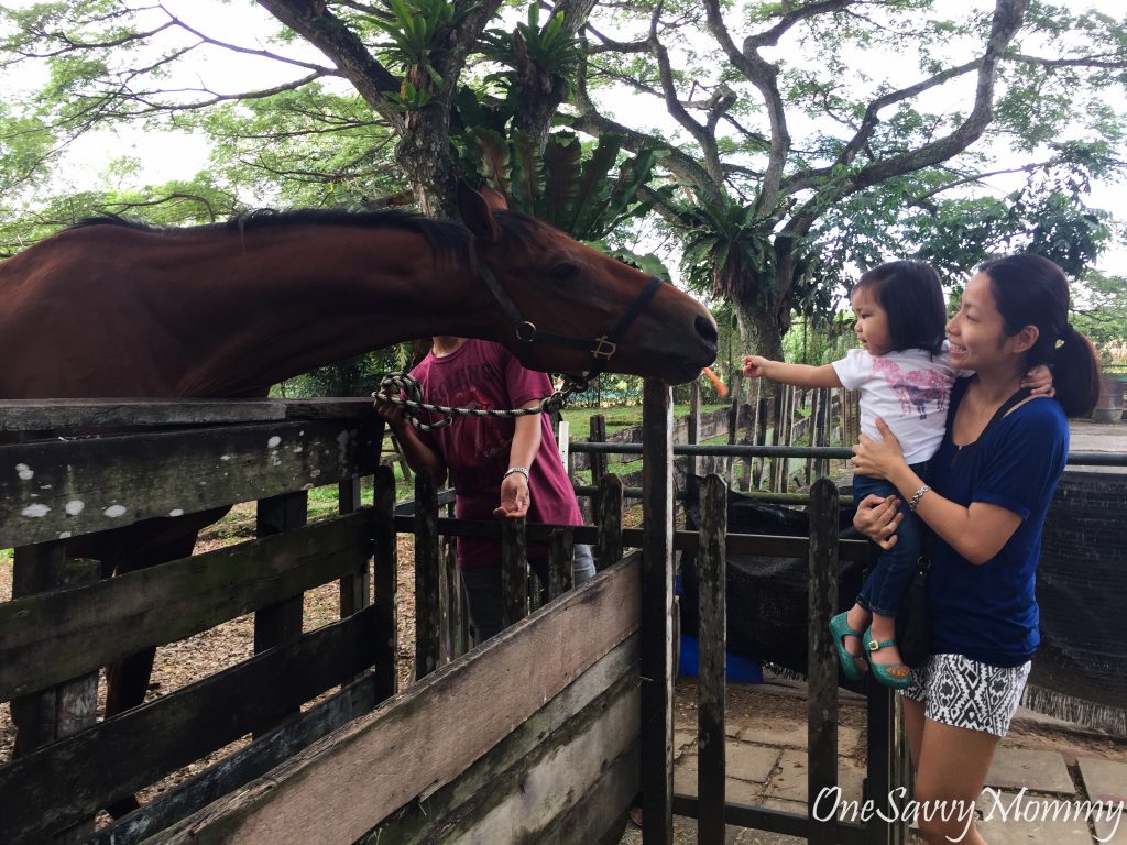 Beware Feeding Frenzy @ Animal Resort Singapore!