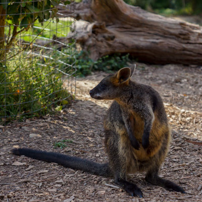 Discover Melbourne Australia with Kids